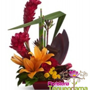 Exotico Nativo