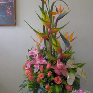 Exótico Rosa
