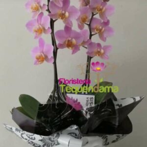 Mata de Orquídea